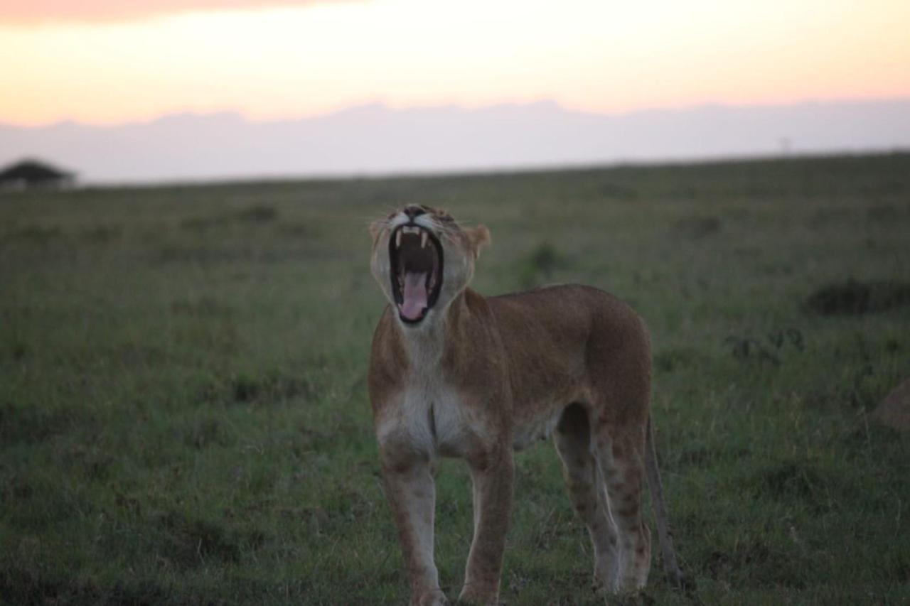 Narasha Homestay - Maasai Mara Talek Zewnętrze zdjęcie