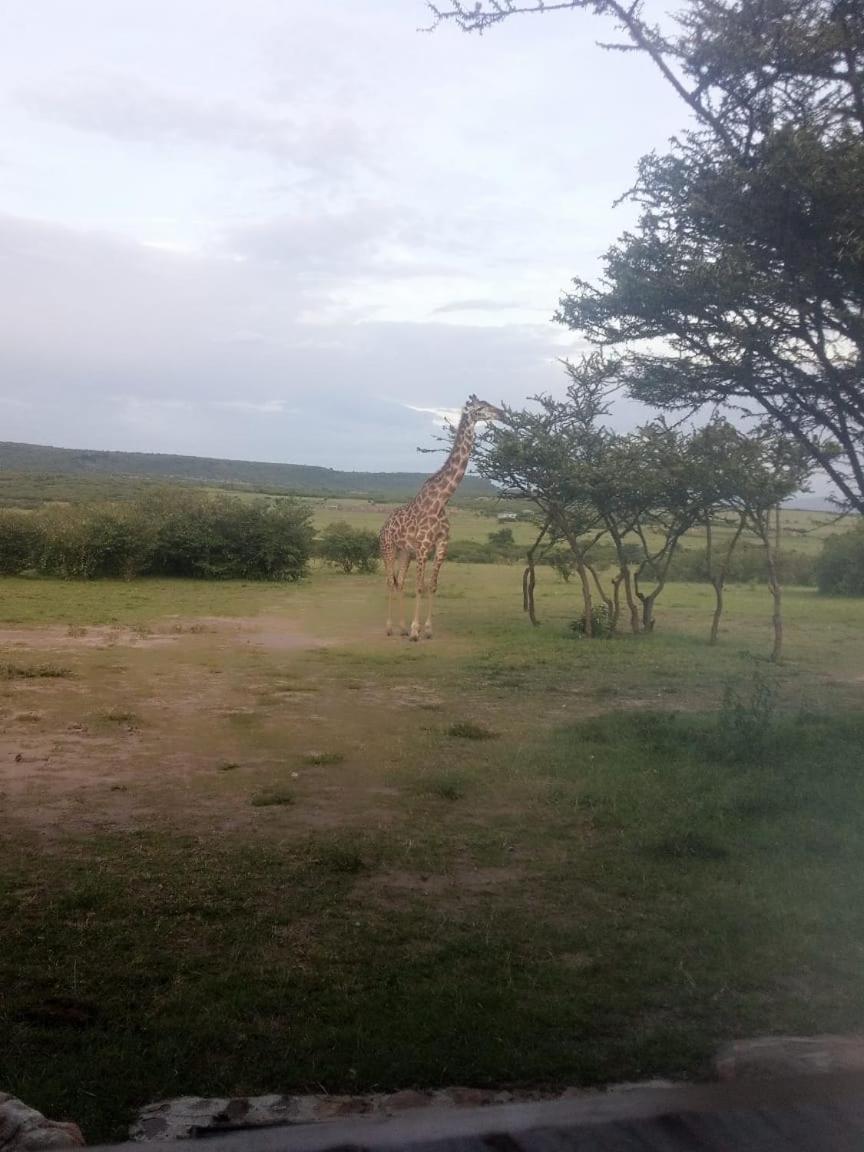 Narasha Homestay - Maasai Mara Talek Zewnętrze zdjęcie