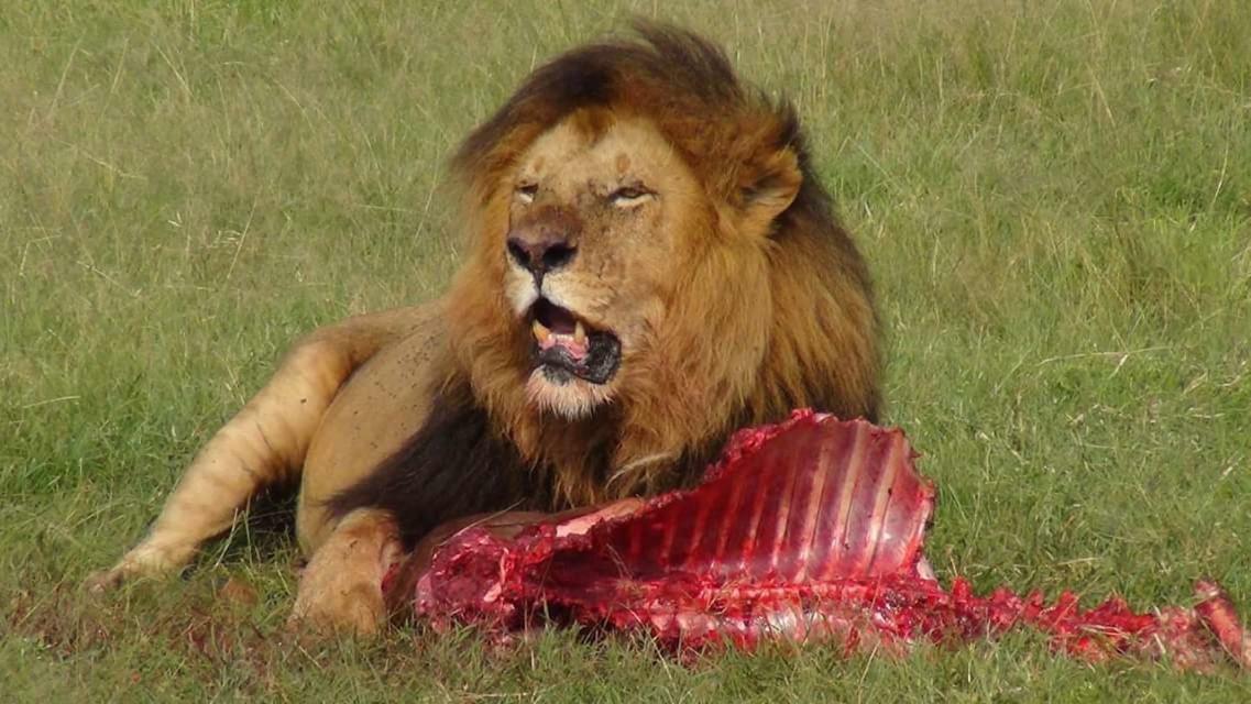 Narasha Homestay - Maasai Mara Talek Zewnętrze zdjęcie