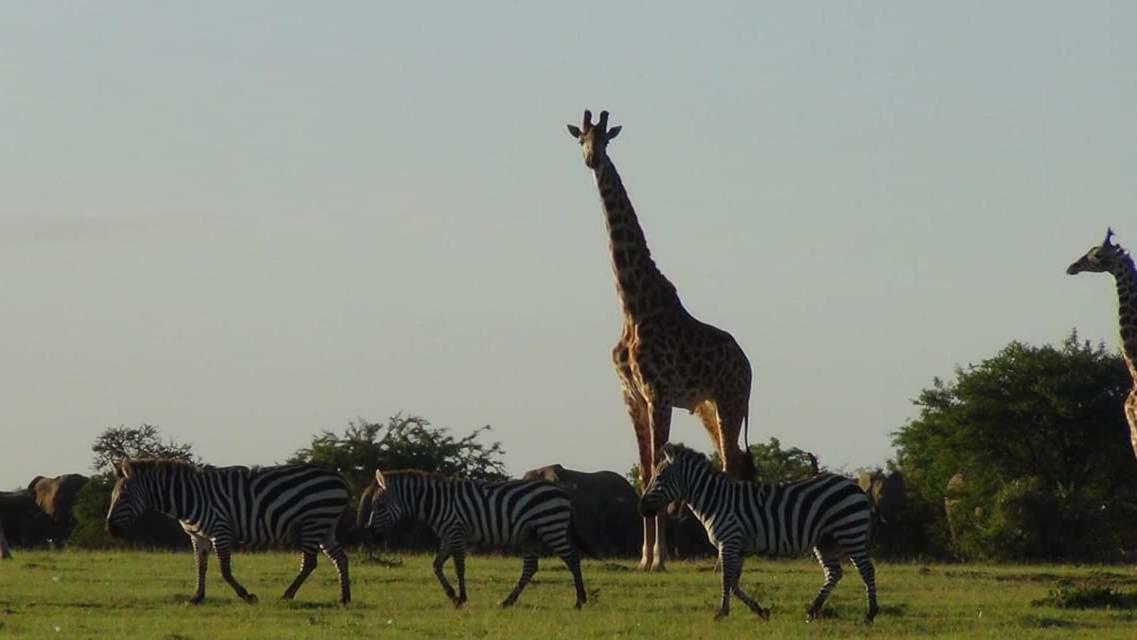 Narasha Homestay - Maasai Mara Talek Zewnętrze zdjęcie